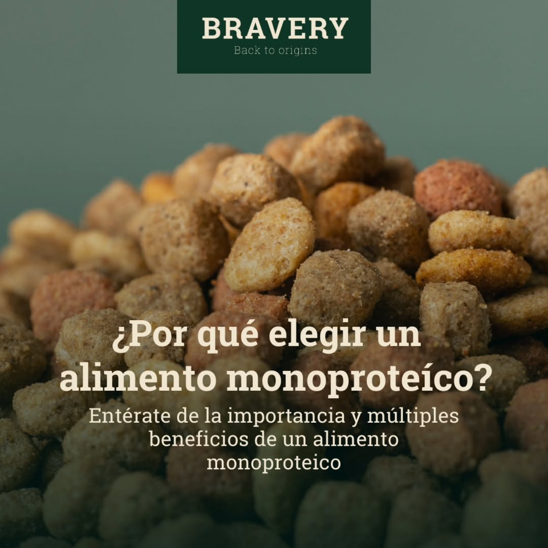 BraveryLight Cerdo Ibérico Adulto Raza grande / mediana